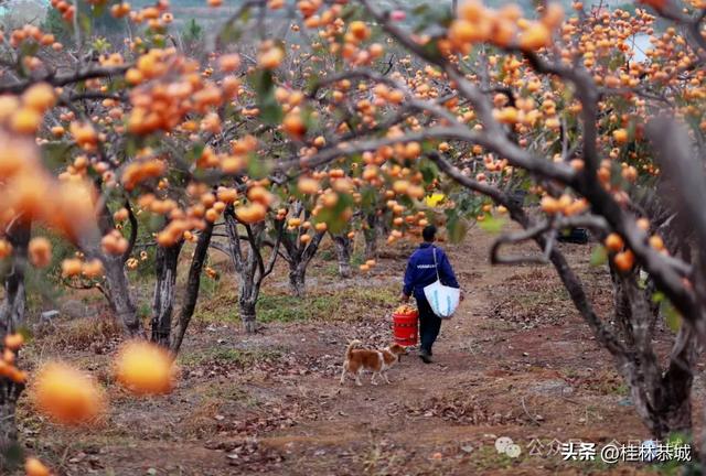 第二十一届桂林恭城月柿节活动方案来了！-7.jpg